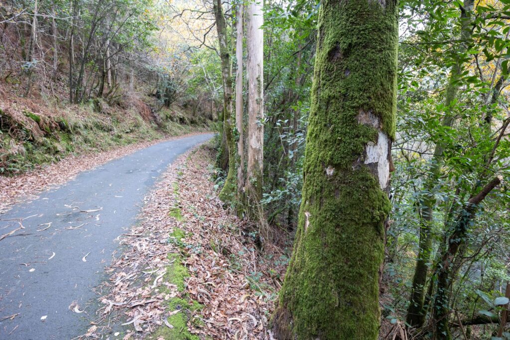 Forest road with mossy trees and fallen autumn leaves